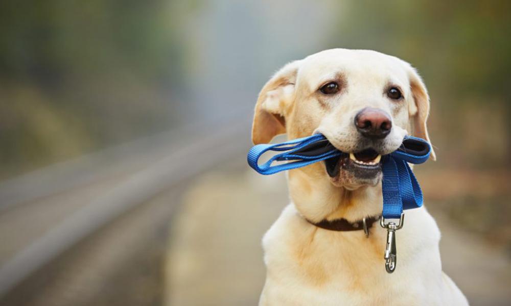 Lost yellow lab with blue leash in its mouth and faded background