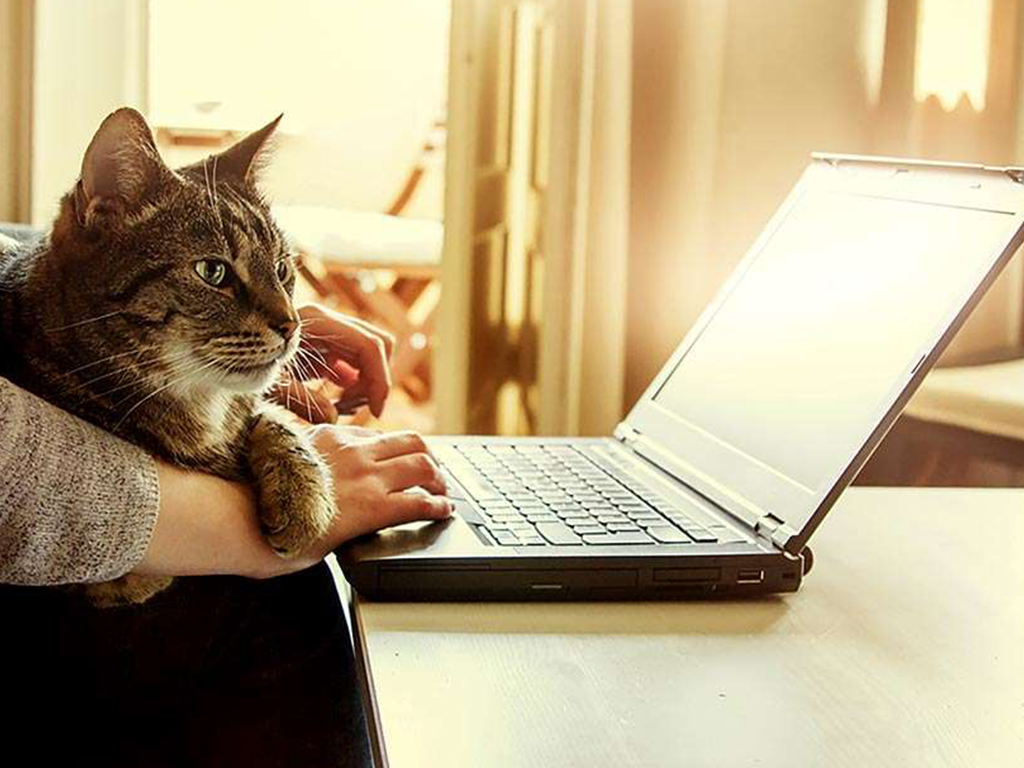cat sitting in the arms of it's owner looking at the Wigglepon website
