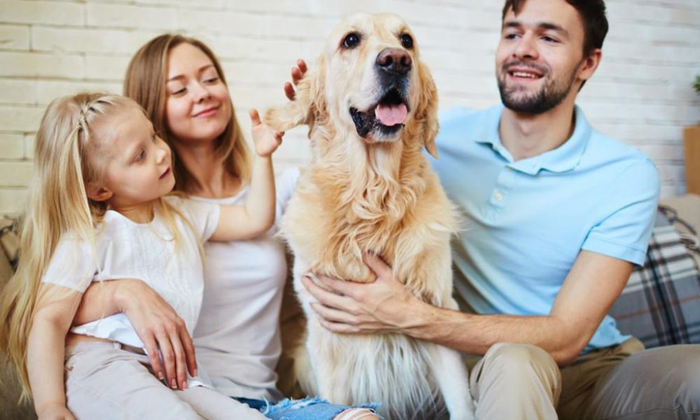Mom, dad and little girl with their Golden Retreiver
