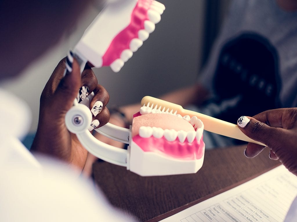 Fake dentures with toothbrush to demonstrate proper dental care