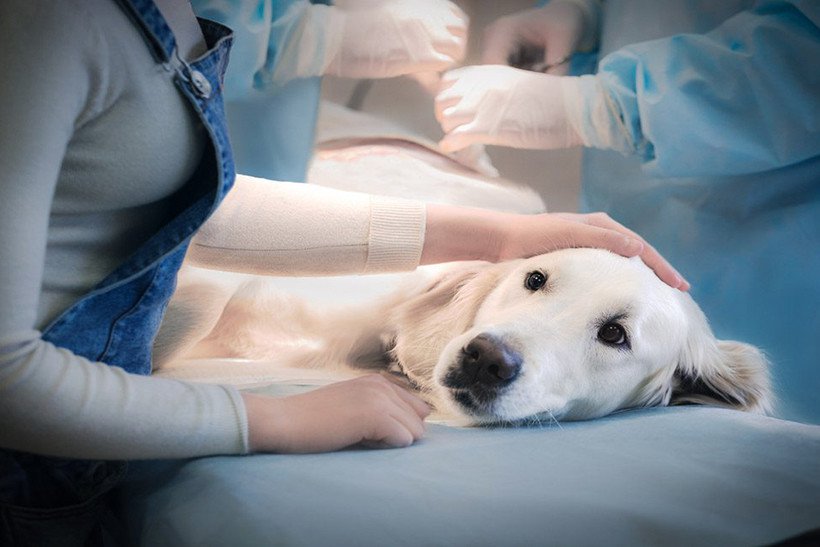 Pin Paws Pet Care American Online Benefits Group Pin Paws Pet Care American Online Benefits Group