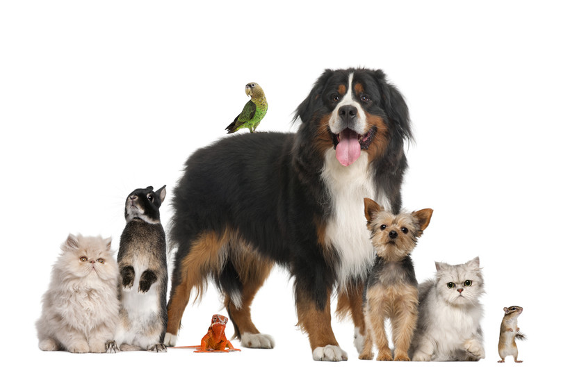 Group of pets including dog, cat, rabbit, gerbil, bird and iguana