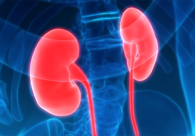 graphic image if red kidneys with a blue spine and pelvis