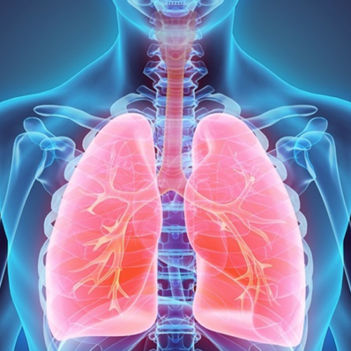 COPD effects on the chest and lungs with a red and blue image